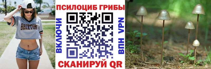 Галлюциногенные грибы GOLDEN TEACHER  Купить  Сковородино 